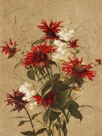 Balzám a spirea – Ellen Thayer Fisherová od Ellen Thayer Fisher