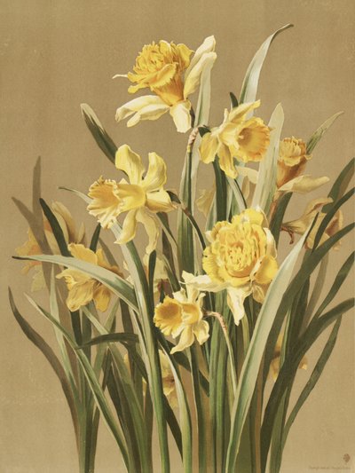 Narcisy od Ellen Thayer Fisher