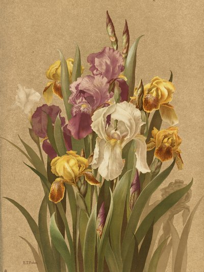 Fleur De Lis, č. 3 od Ellen Thayer Fisher