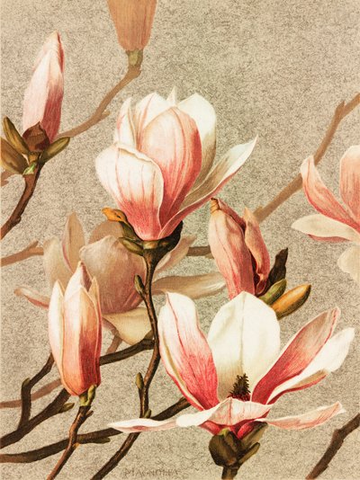Magnólie od Ellen Thayer Fisher