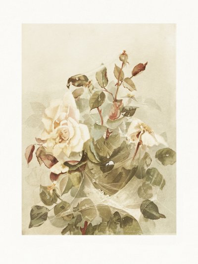 Růžové růže v ranní rose od Ellen Thayer Fisher