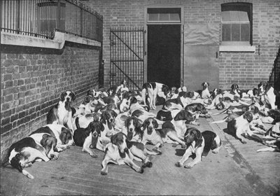 The Cottesmore Pack, c1902, 1903 od Elliott and Fry
