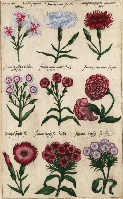Různé odrůdy karafiátu, Dianthus caryophyllus od Emanuel Sweert