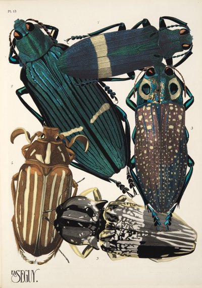 Talíř 13 z Insectes, hospoda. 30. léta (pochoir print) od Émile Allain Séguy