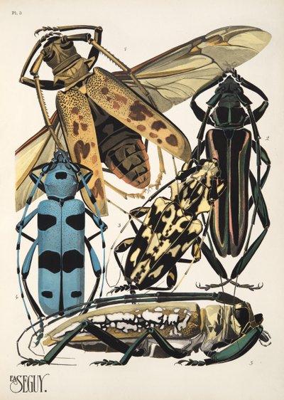 Talíř 3 z Insectes, hospoda. 30. léta (pochoir print) od Émile Allain Séguy