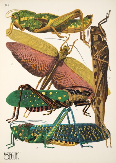Talíř 7 z Insectes, hospoda. 30. léta (pochoir print) od Émile Allain Séguy