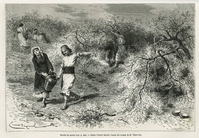 Sbírka tmelu, bílé pryskyřice lentis, v letní sezóně, je základem výroby anýzové pálenky, kresba Emile Bayard, pro ilustraci příběhu „Ostrov Chio“ (východní Turecko), v roce 1877, od Dr. A. Testevuide. Gravírování v Le od Emile Antoine Bayard