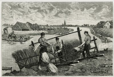 Rez lnu (macerace usnadňující oddělení kůry od stonku) v Lys (řeka severně od Francie a Belgie). Rytina Emile Clause pro ilustraci příběhu „“ La Belgique“ od Camille Lemonnier (1844 -1913), spisovatel a výtvarný kritik. od Emile Claus