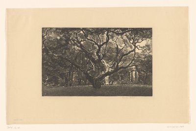 Starý strom od Emilius Wilhelmus Dehé (signed by artist)