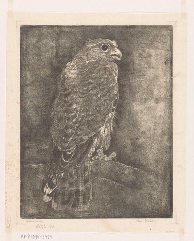 Sokol na větvi od Emilius Wilhelmus Dehé (signed by artist)