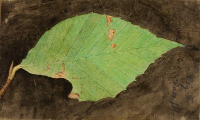 Menší housenka skvrnitá Beach Leaf Edge..., konec 19.-začátek 20. století. od Emma Beach Thayer