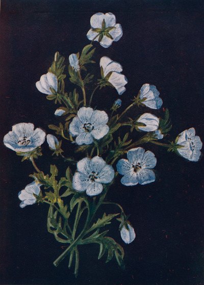 Baby-Blue-Eyes, c1915, 1915 od Emma Graham Clock