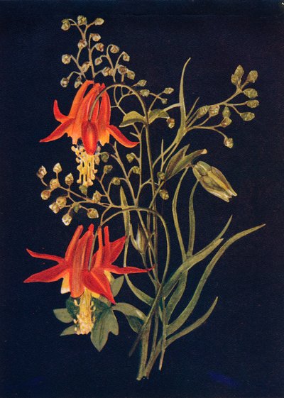 Columbine, c1915, 1915 od Emma Graham Clock