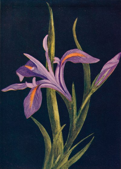 Ground Iris, c1915, 1915 od Emma Graham Clock
