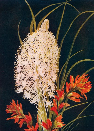 Squaw Grass and Scarlet Paint Brush, c1915, 1915 od Emma Graham Clock