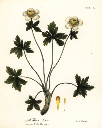 Americký globe květina nebo americká šíření globeflower, Trollius laxus od Endicott Endicott