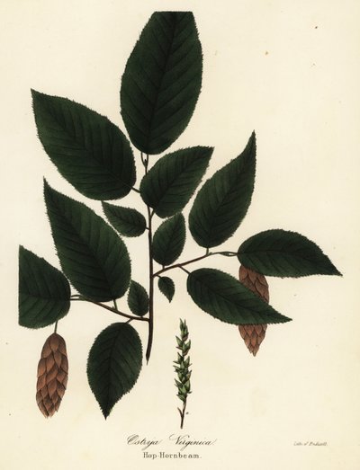 Chmel americký, Ostrya virginiana (chmel obecný, Ostrya virginica) od Endicott Endicott