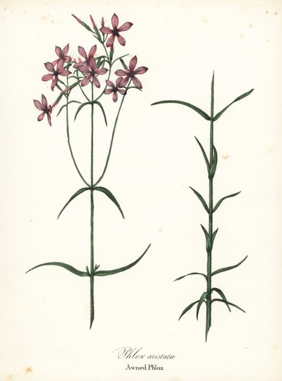 Phlox aristata, Phlox aristata od Endicott Endicott
