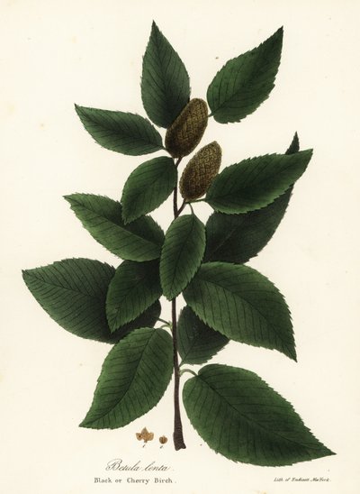 Bříza černá nebo bříza třešňová, Betula lenta od Endicott Endicott