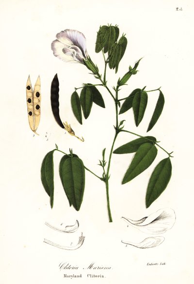 Motýlí hrášek, atlantská holubí křídla nebo klitoria Maryland, Clitoria mariana od Endicott Endicott