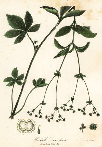 Kanadský Blacksnakeroot nebo Canadian Sanicle, Sanicula canadensis od Endicott Endicott