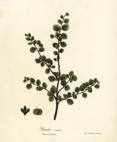 Bříza trpasličí, Betula nana od Endicott Endicott