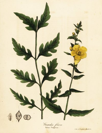 Náprstník falešný, Aureolaria flava (Gerardia flava) od Endicott Endicott