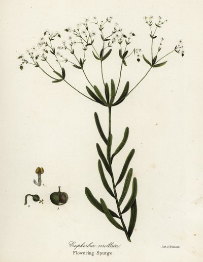Kvetoucí pryšec, Euphorbia corollata od Endicott Endicott