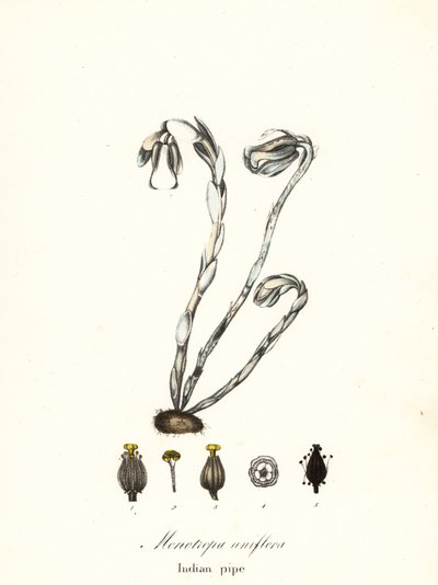 Ghost plant, ghost pipe, Indian pipe or corpse plant, Monotiopa uniflora   1423242   cs       czech Successfully Translated  Original: Judgment of Paris Translat: Judgment of Paris 1250653 cs czech Successfully Translated Original: Zelfportret Translat: Ze od Endicott Endicott