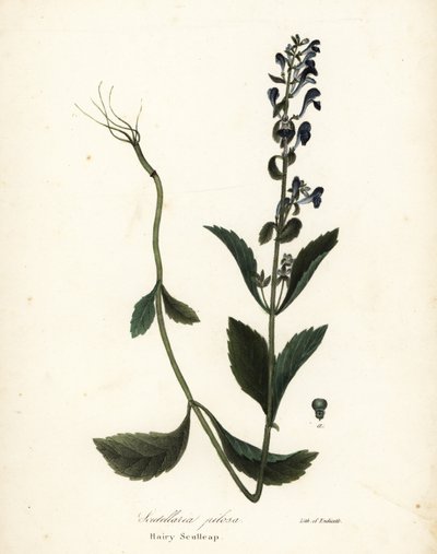 Čepice chlupatá, Scutellaria elliptica (Scutellaria pilosa) od Endicott Endicott