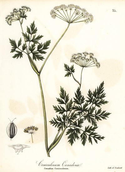 Hemlock-petržel od Endicott Endicott