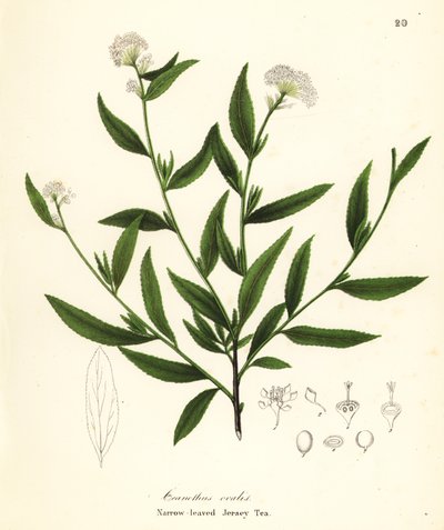 Jersey čaj, Ceanothus herbaceus (úzkolistý Jersey čaj, Ceanothus ovalis) od Endicott Endicott