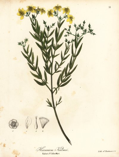 Kalmova sv od Endicott Endicott