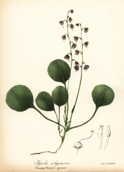 Zimnička jaterní, libavka bahenní nebo zimozel růžový, Pyrola asarifolia (zelená bahenní, Pyrola uliginosa) od Endicott Endicott