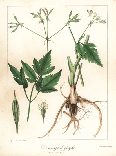 Dlouhé sladké cicely, longstyle sweetroot nebo sladké cicely, Osmorhiza longistylis od Endicott Endicott