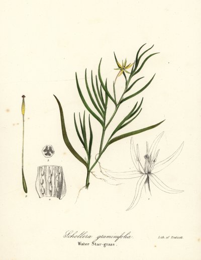 Jitrocel bahenní nebo vodní hyacint, Heteranthera dubia (vodní hvězdice, Schollera graminifolia) od Endicott Endicott