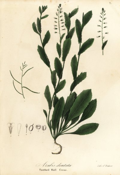 Murbeckiella pinnatifida (řeřicha zední, Arabis dentata) od Endicott Endicott