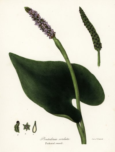 Plevel štikatý, Pontederia cordata od Endicott Endicott