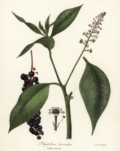 Pokeweed, Phytolacca americana (Phytolaca decandra) od Endicott Endicott