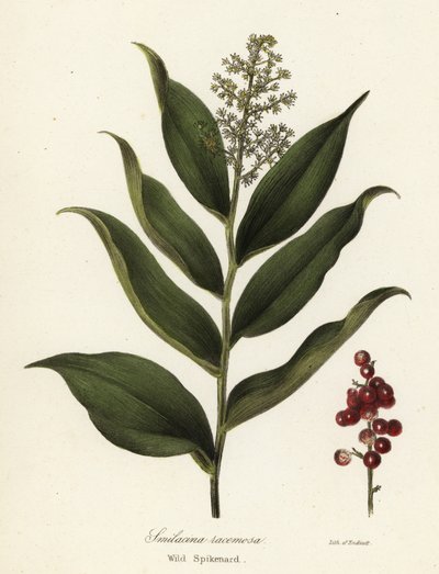 Treacleberry, Maianthemum racemosum (divoký klas, Smilacina racemosa) od Endicott Endicott