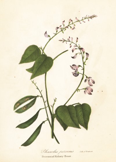 Ledvinka divoká, Phaseolus polystachios (ledvinka vytrvalá, Phaseolus perennis) od Endicott Endicott