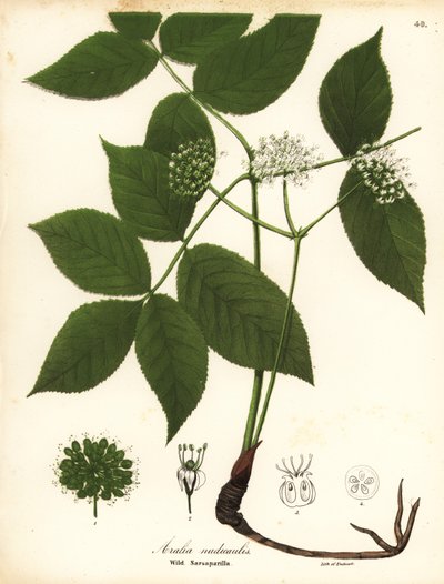 Divoká sarsaparilla, Aralia nudicaulis od Endicott Endicott