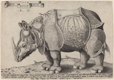 Nosorožec od Enea Vico after Albrecht Dürer