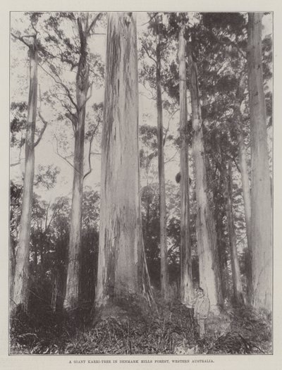Obří Karri-Strom v Dánsku Hills Forest, Západní Austrálie od English Photographer