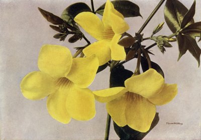 Allamanda Schottii Hendersonii (barevné foto) od English Photographer