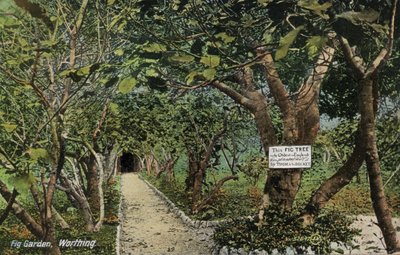 Starověké fíkovníky v Tarringu, Worthing, Sussex, tvrdí, že mají nejstarší fíkovník v Anglii, zasazený Thomasem Becketem (foto) od English Photographer