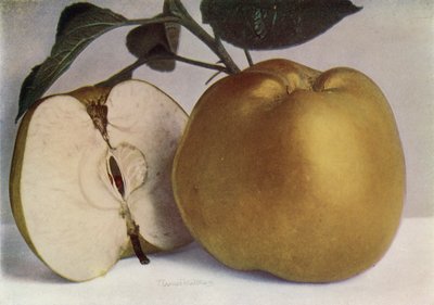 Apple, Lord Derby (barevné foto) od English Photographer