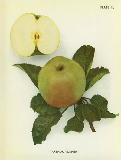 Anglická jablka: Arthur Turner (barevné foto) od English Photographer