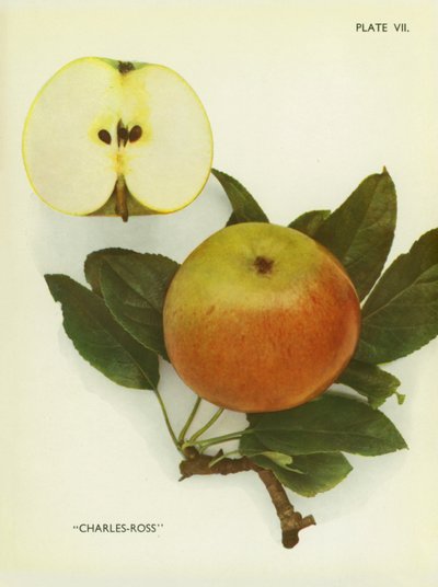Anglická jablka: Charles-Ross (barevné foto) od English Photographer