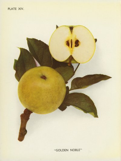 Anglická jablka: (barevné foto) od English Photographer